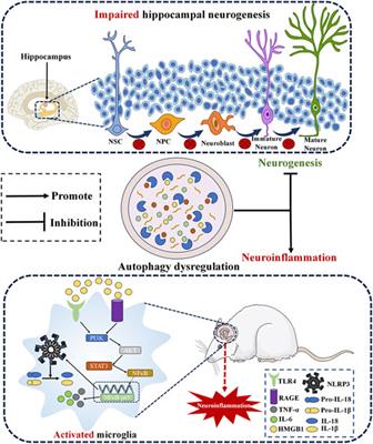 Antidepressant pharmacological mechanisms: focusing on the regulation of autophagy